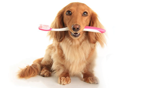 dog holding toothbrush in mouth